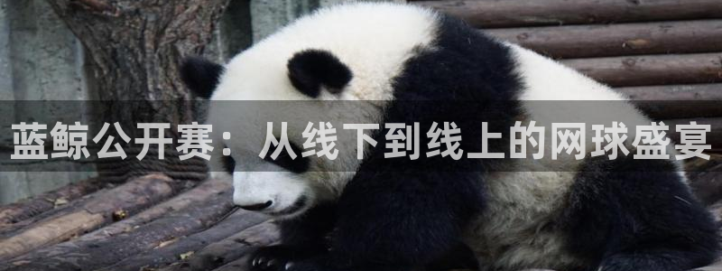 蓝鲸公开赛：从线下到线上的网球盛宴