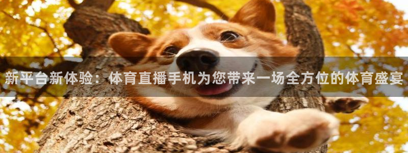 新平台新体验：体育直播手机为您带来一场全方位的体育盛宴